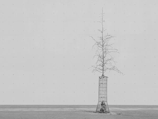 the tree. Klaus Lenzen