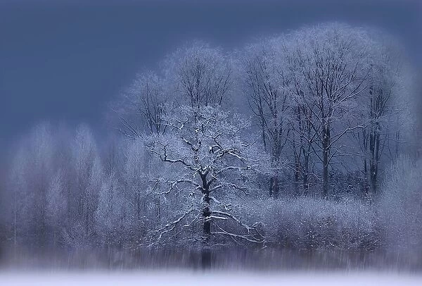 Winter. Allan Wallberg
