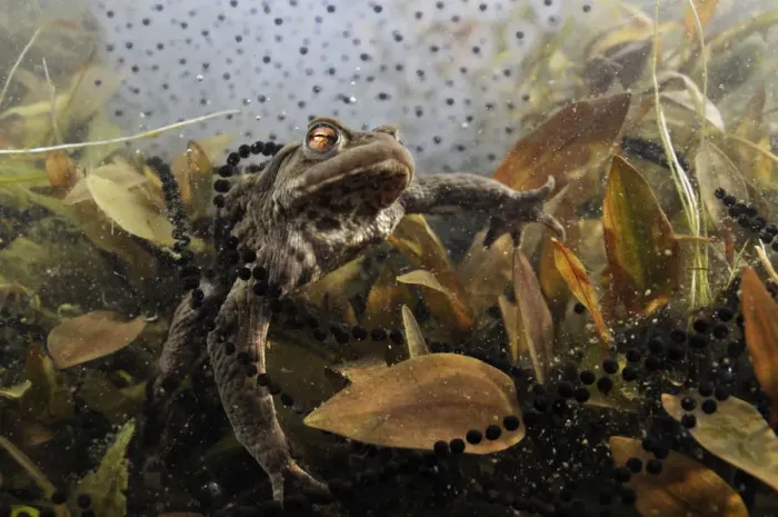 Framed Print : Common toad (Bufo bufo) Print, Coldharbour Pond, Surrey Framed Print : Common toad (Bufo bufo) Print, Coldharbour Pond, Surrey