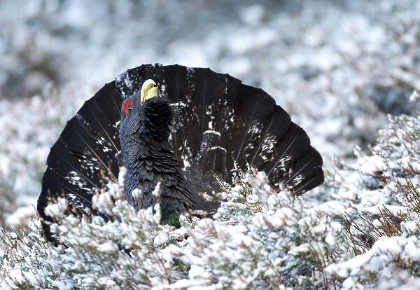 Adult male Capercaille (Tetrao urogallus), displaying in the snow, Scotland, December