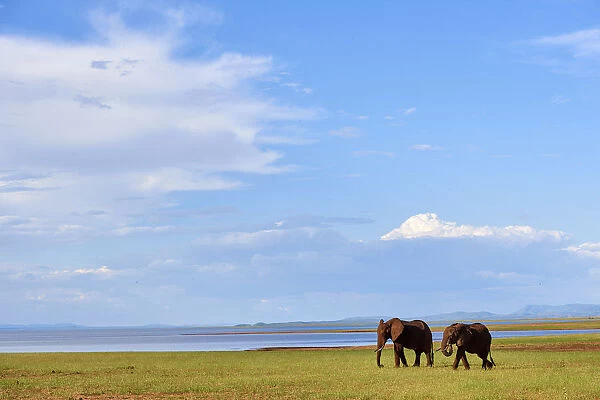 African elephants (Loxodonta africana) grazing on shore of Lake Kariba, Matusadona National Park