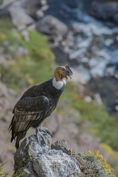 Andean condor (Vultur gryphus) adult male, Nirihuao Canyon, Coyhaique, Patagonia, Chile