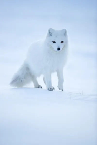 Arctic fox clearance winter coat