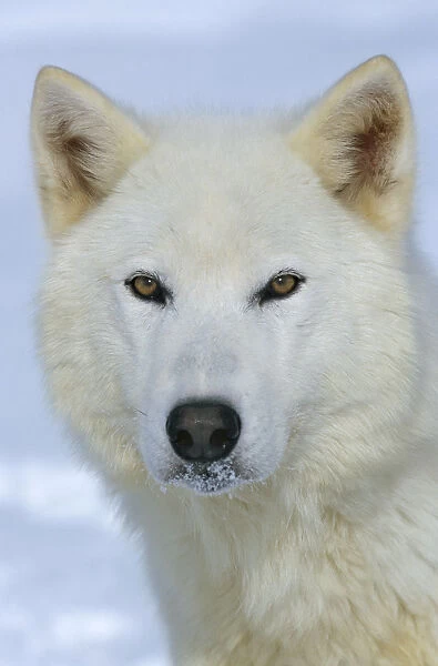 Arctic Grey wolf {Canis lupus} captive, USA