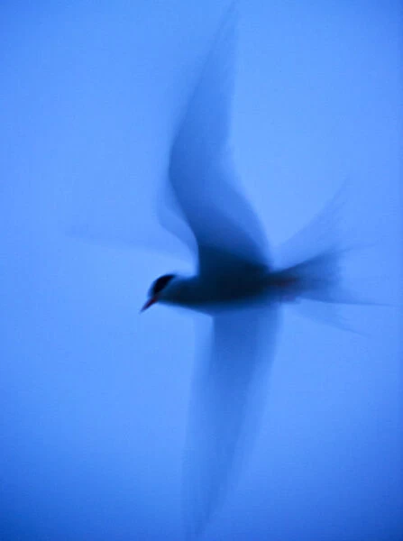 Arctic tern (Sterna paradisaea) in flight at twilight using slow shutter speed to accentuate blur