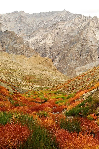 Autumnal mountain vegetation in arid Zanskar Mountains. Ladakh, India. September 2011