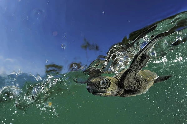 Baby Olive Ridley sea turtle (Lepidochelys olivacea) struggles against the swell