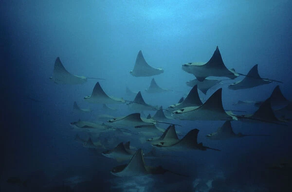 Bat rays (Myliobatis californica) schooling, Redondo Rock, Galapagos Is