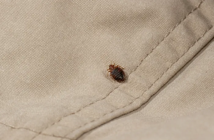 Framed Print : Bed bug (Cimex lectularius) Print on cloth Framed Print : Bed bug (Cimex lectularius) Print on cloth