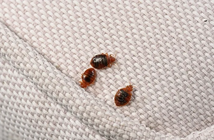 Framed Print : Three Bed bugs (Cimex lectularius) Print on cloth Framed Print : Three Bed bugs (Cimex lectularius) Print on cloth