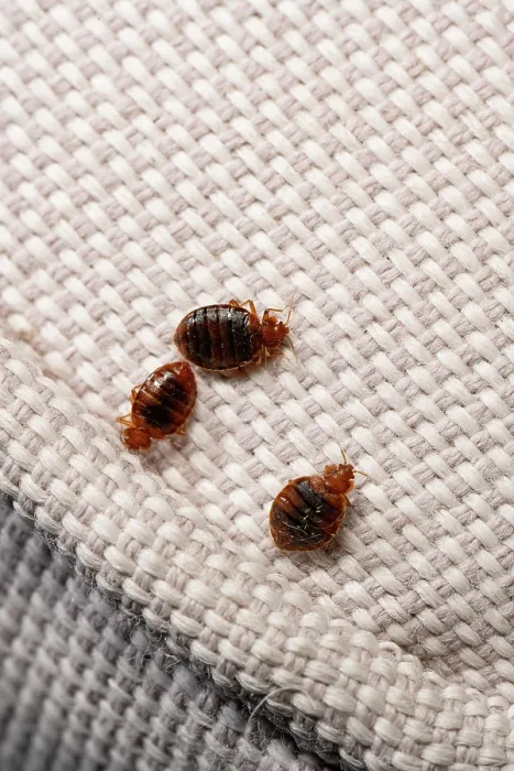 Framed Print : Three Bed bugs (Cimex lectularius) Print on cloth Framed Print : Three Bed bugs (Cimex lectularius) Print on cloth