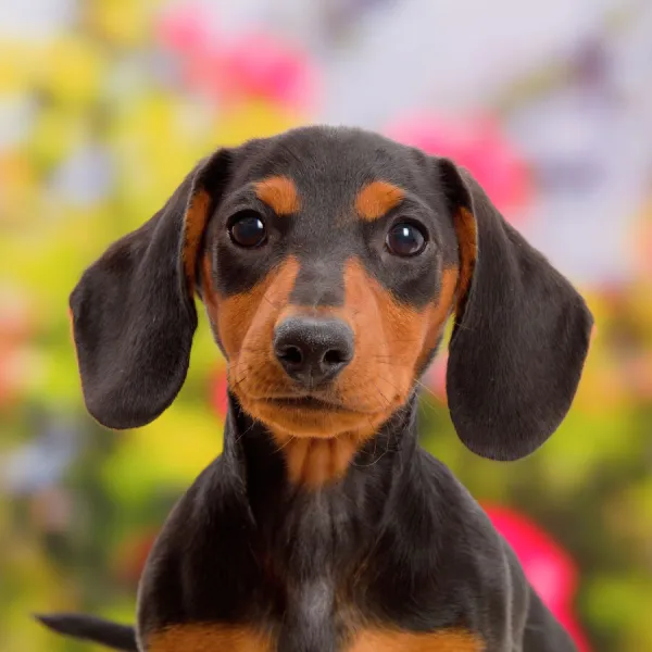 Black-and-tan Dachshund puppy portrait