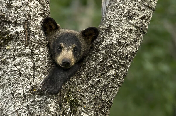 Black bear cub (Ursus americanus) resting in the fork of a tree, Minnesota, USA, June