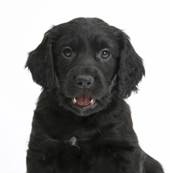 Black Cocker Spaniel puppy, against white background