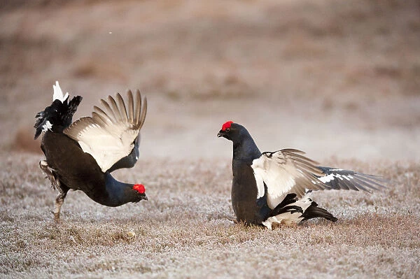 Black grouse (Tetrao tetrix) two males displaying and fighting at lek, Cairngorms NP