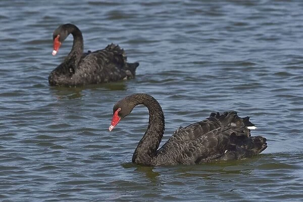 Two Black swans (Cygnus atratus) on water, Noirmoutier Island, Vendee, France, July