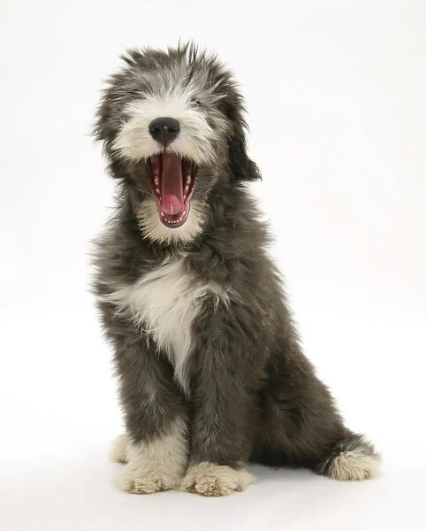 Blue Bearded Collie puppy, 3 months, yawning