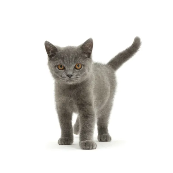 Blue British Shorthair kitten standing