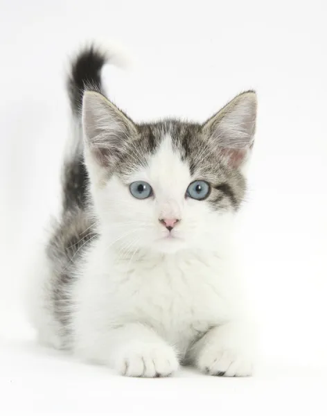 Blue eyed tabby and white Siberian cross kitten, age 13 weeks