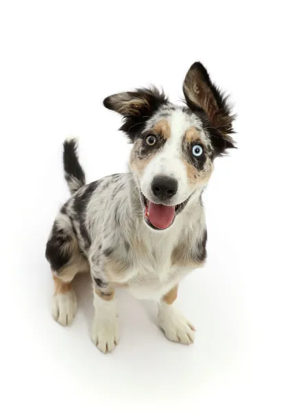 Border collie x Bearded collie puppy, aged 4 months, sitting looking up with tongue out, portrait