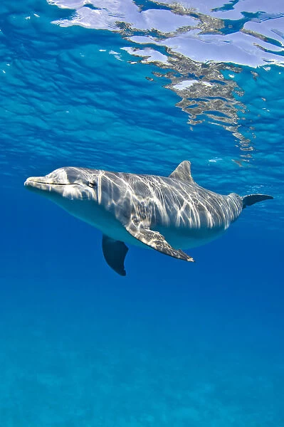 Bottlenose dolphin (Tursiops truncatus) swimming beneath a calm sea surface. Sandy Ridge