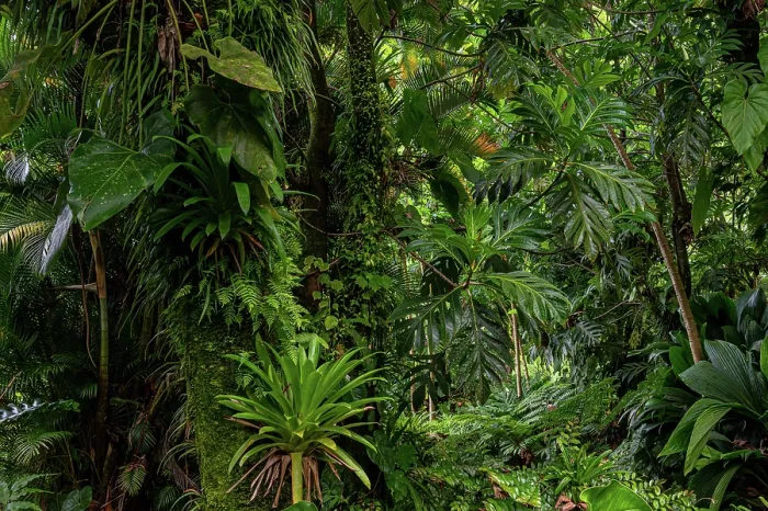 Framed Print : Breadfruit Tree Print, Dominica Framed Print : Breadfruit Tree Print, Dominica