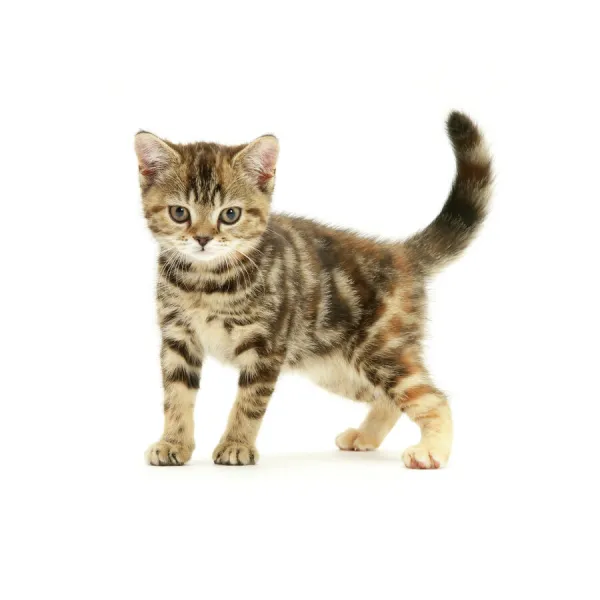 British shorthair tabby-tortoiseshell kitten