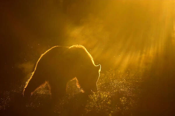 Brown Bear (Ursus arctos) silhouetted at dawn, Suomussalmi, Kainuu region, Finland