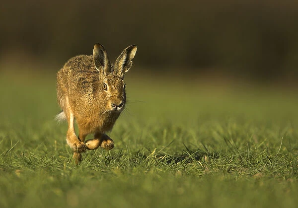 Brown Hare (Lepus europaeus) running. Derbyshire, UK, March