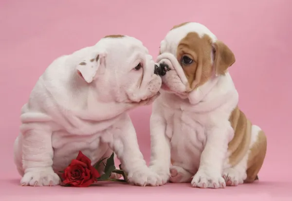 Bulldog puppies with red rose, kissing