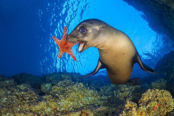 California sea lion (Zalophus californianus) uses a Panamic cushion star