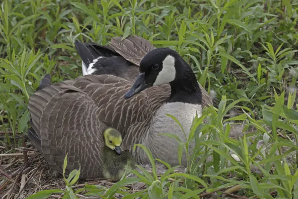 Canada Goose (Branta canadensis) on nest with goslings, New York, USA