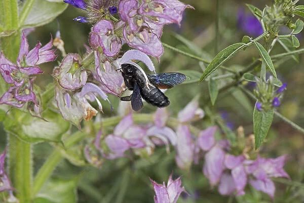 Carpenter bee (Xylocopa sp) nectaring on Clary sage (Salvia sclarea)