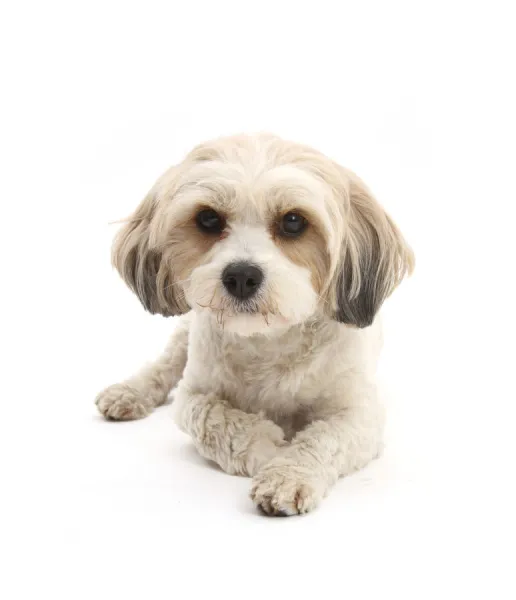 Cavachon, Cavalier King Charles Spaniel cross Bichon frise