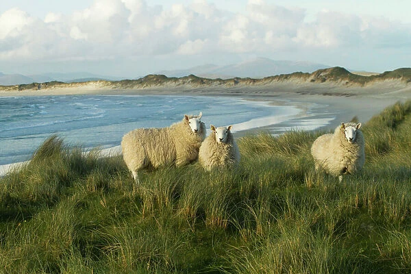 Cheviot sheep grazing eroding machair at front of sand dunes, North Uist, Scotland, UK, June