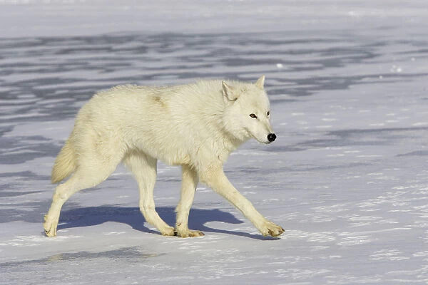 Arctic Wolf Canis Lupus Arctos Walking On Snow Captive 18238859