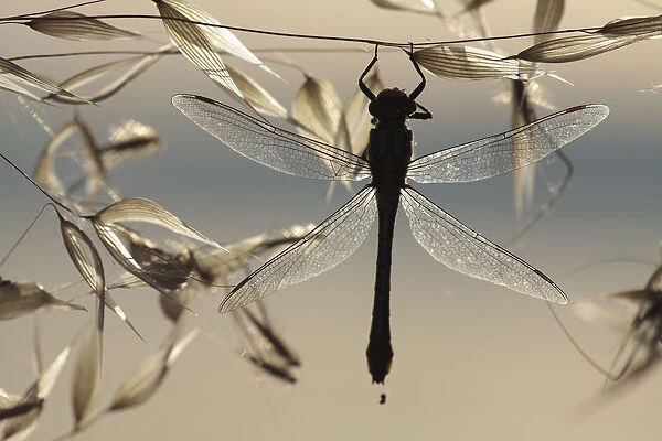 Club-tailed dragonfly (Gomphus vulgatissimus) silhouetted on grass seeds, Lagadin region