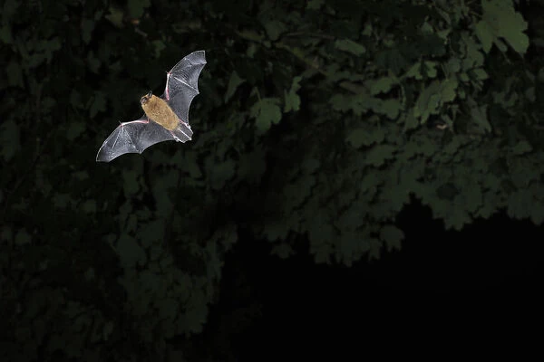 Common  /  Bandit pipistrelle bat (Pipistrellus pipistrellus) hunting at twilight, Berwickshire