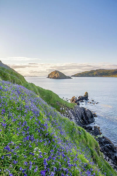 Common bluebells (Hyacinthoides non-scripta) growing on coastal cliff, Isle of Skye, Scotland, UK. June