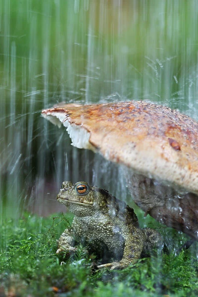 Common european toad (Bufo bufo) sheltering under toadstool from rain, wild toad