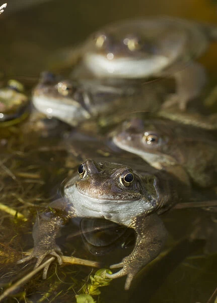 Common frogs (Rana temporaria) spawning in garden pond, Warwickshire, England, UK, March