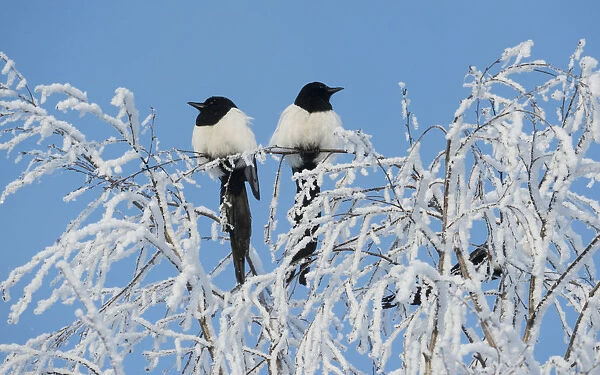 Common magpies (Pica pica) perched on frost covered branches, Jvaskyla, Finland, January