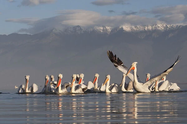 Dalmatian pelicans (Pelecanus crispus) one stretching wings, on Lake Kerkini, Macedonia