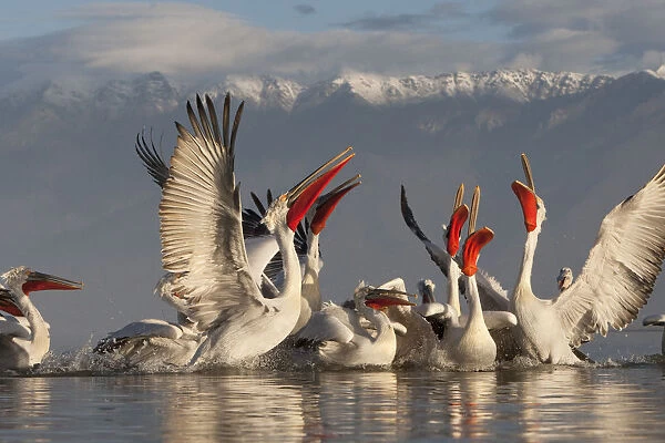 Dalmatian pelicans (Pelecanus crispus) feeding on thrown fish, Lake Kerkini, Macedonia