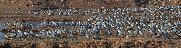 Demoiselle cranes (Grus  /  Anthropoides virgo), large flock, at their wintering site