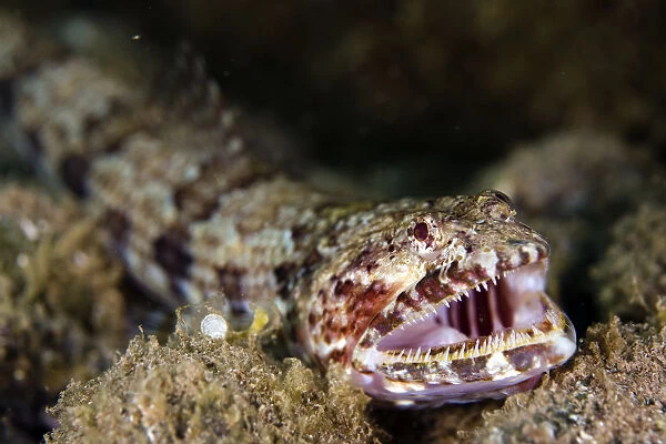 Diamond lizardfish (Synodus synodus) with mouth open showing teeth, Deserta Grande