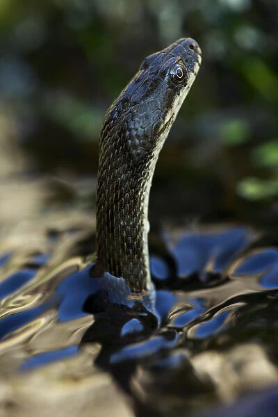 Dice snake (Natrix tesselata) hunting for small fish and tadpoles in a lake, Patras area