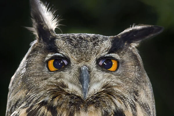 Eagle owl (Bubo bubo) portrait with translucent nictitating membrane in mid-blink
