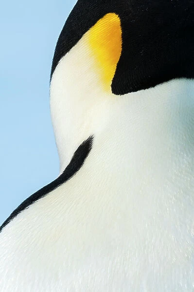 Emperor penguin (Aptenodytes forsteri) close up, Amanda Bay, Prydz Bay, Ingrid Christensen Coast, East Antarctica, November