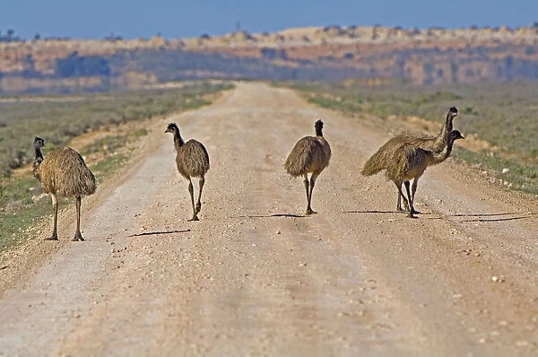 Emu (Dromaius novaehollandiae) walking on road through saltbush habitat, Mungo National Park